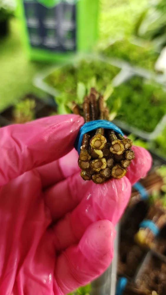 Ставим на укоренение в парник первый одревесневший черенок этого сезона 🌱  Черенки две недели предва