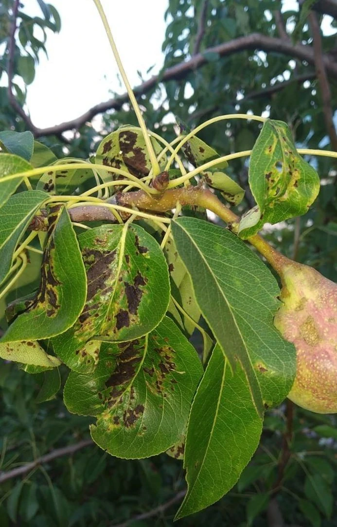 Парша на груше — что делать 🥲🍐
