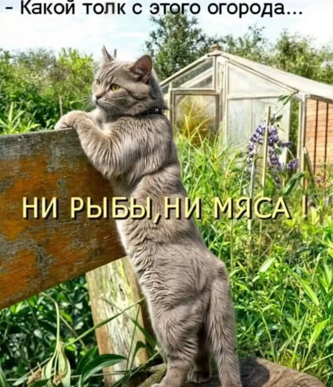 Северный Мишка