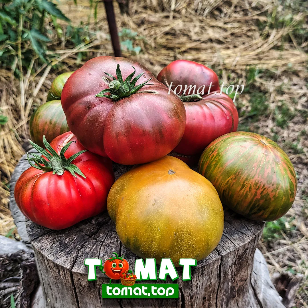 🍅 Несколько помидоров для обеденного салата

Каждое лето, когда начинают созревать помидоры, понима