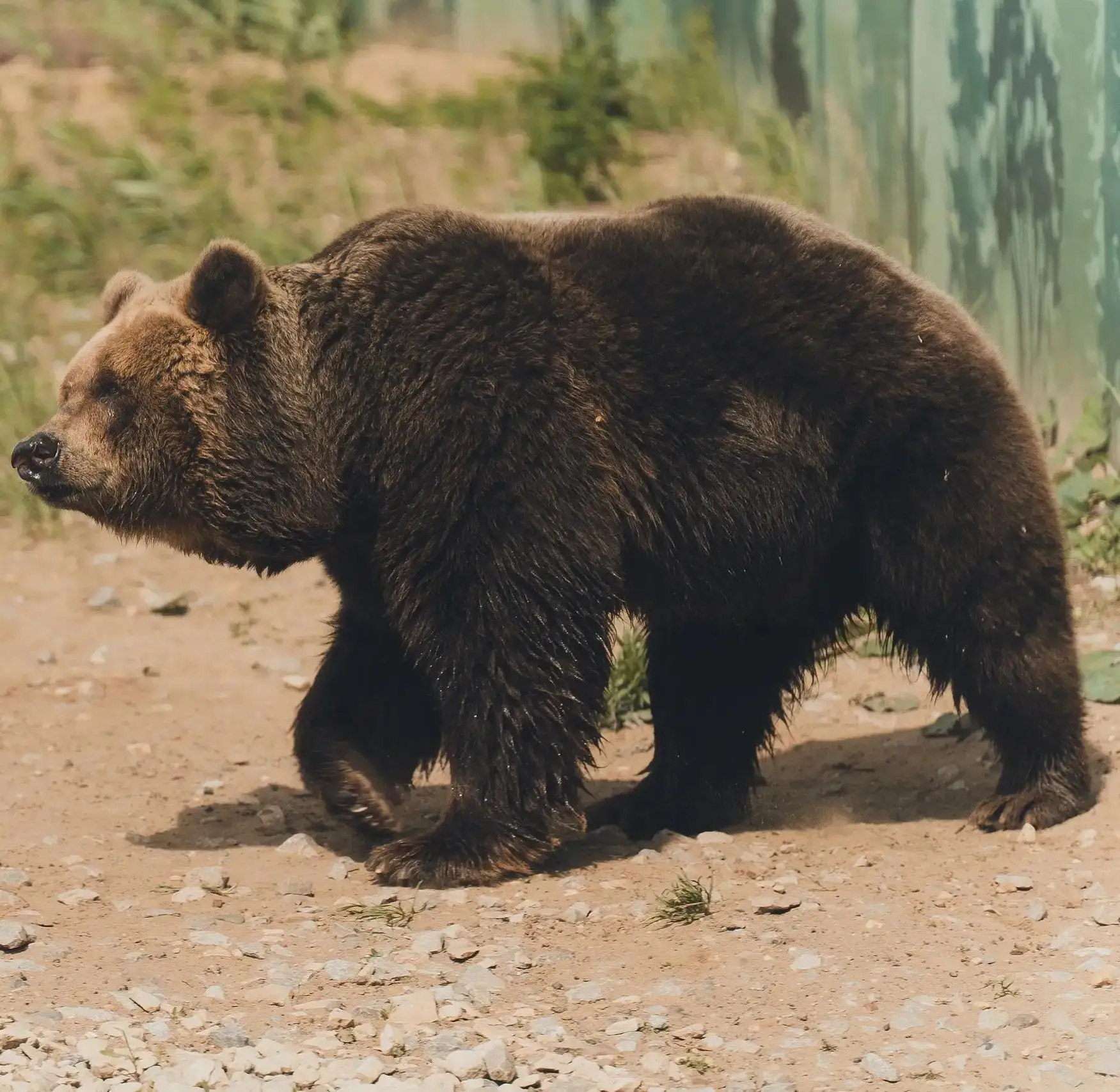 Один летний день из жизни обитателей Пермского зоопарка 🐻❤

📍 Пермь
👉 Подписаться
🔥 Пермь ЧП