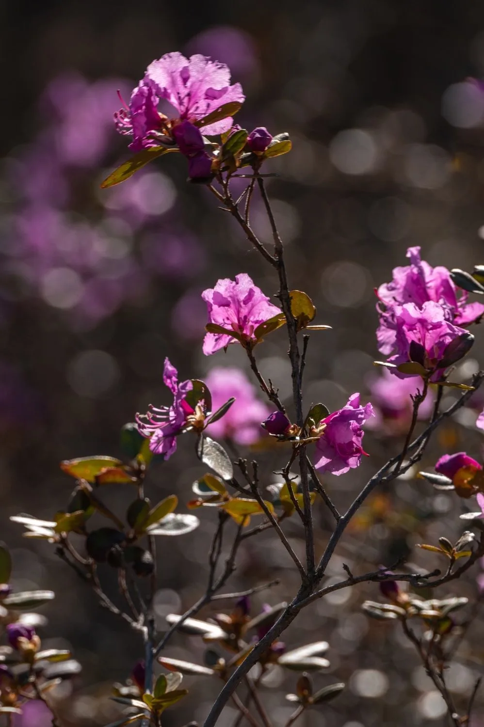 🌸НАЧАЛСЯ СЕЗОН РОДОДЕНДРОНА