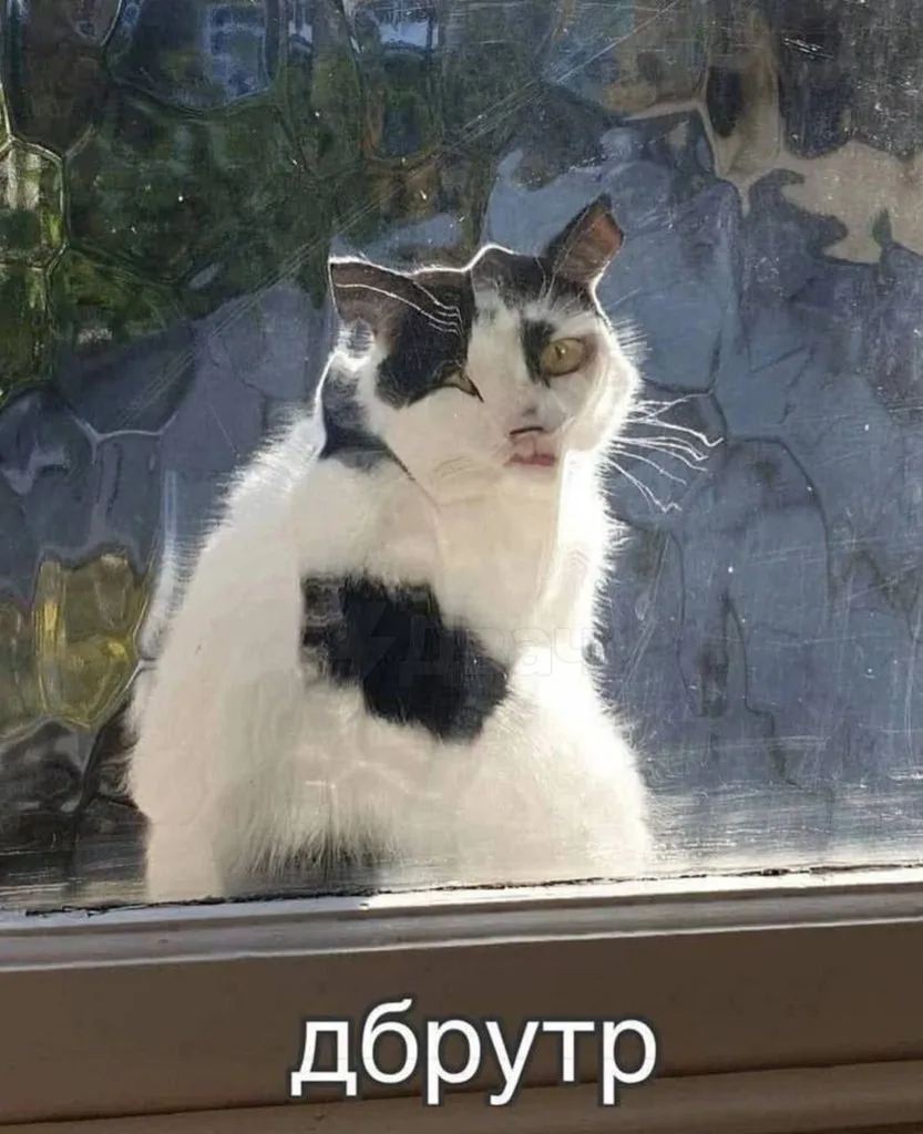 🐱Наше тотемное животное по понедельникам

👉 Подпишись