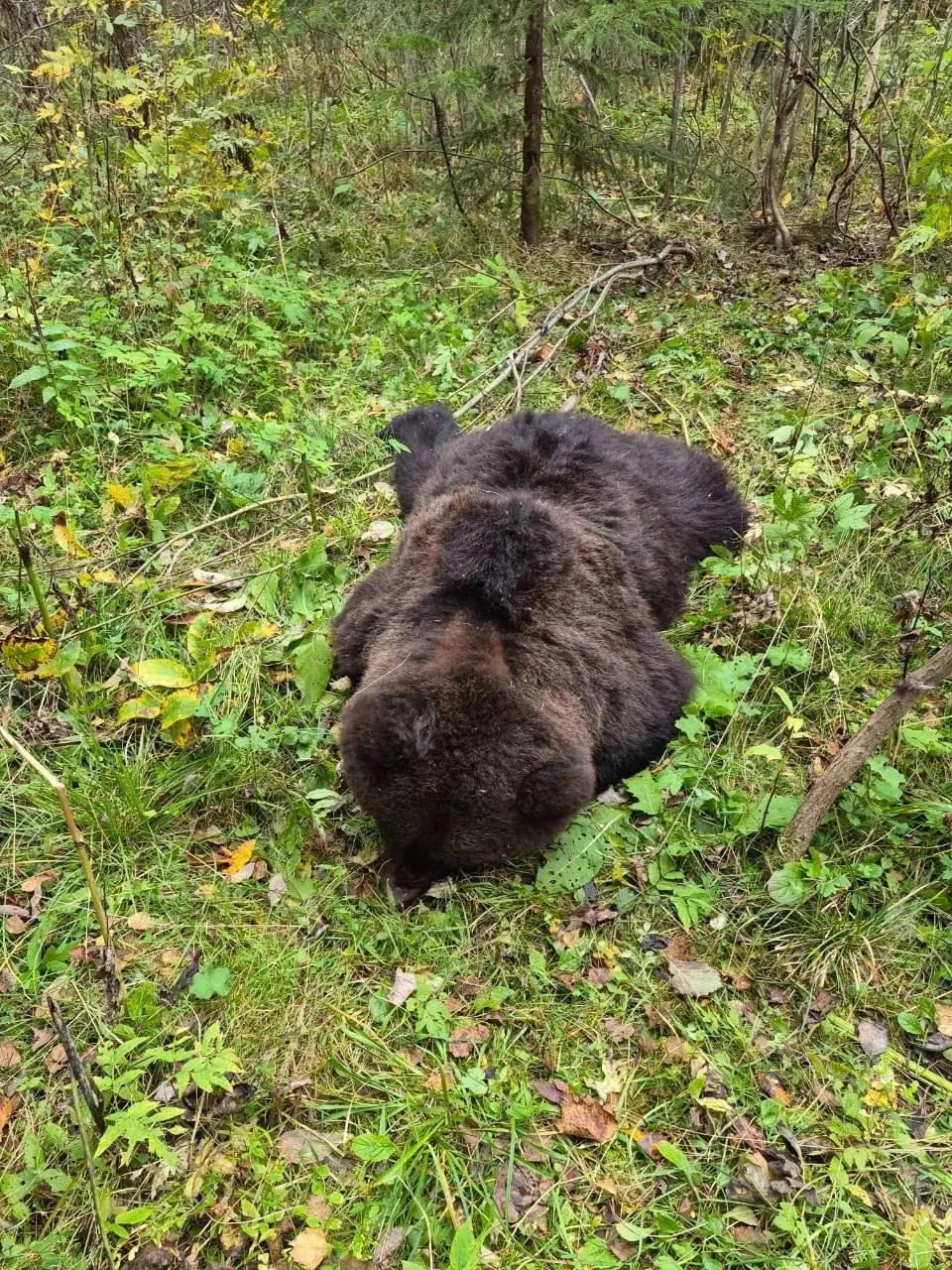 🐻 В Нижегородской области разрешили отстрел медведей после их выхода к людям.