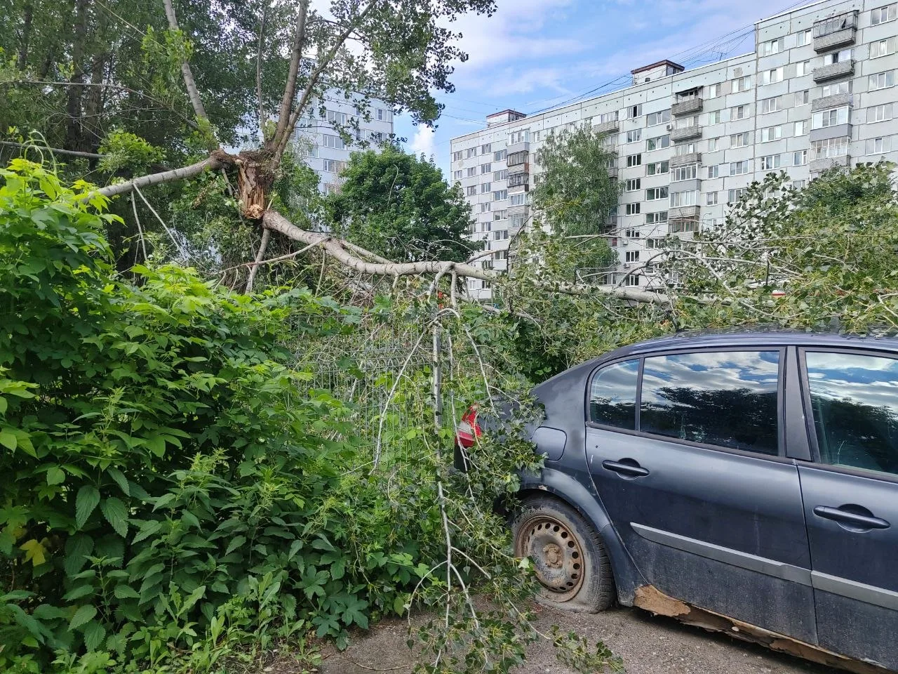В Пензе на улице Бородина, около домов № 25 и № 27, дерево упало на автомобиль и территорию бывшей г