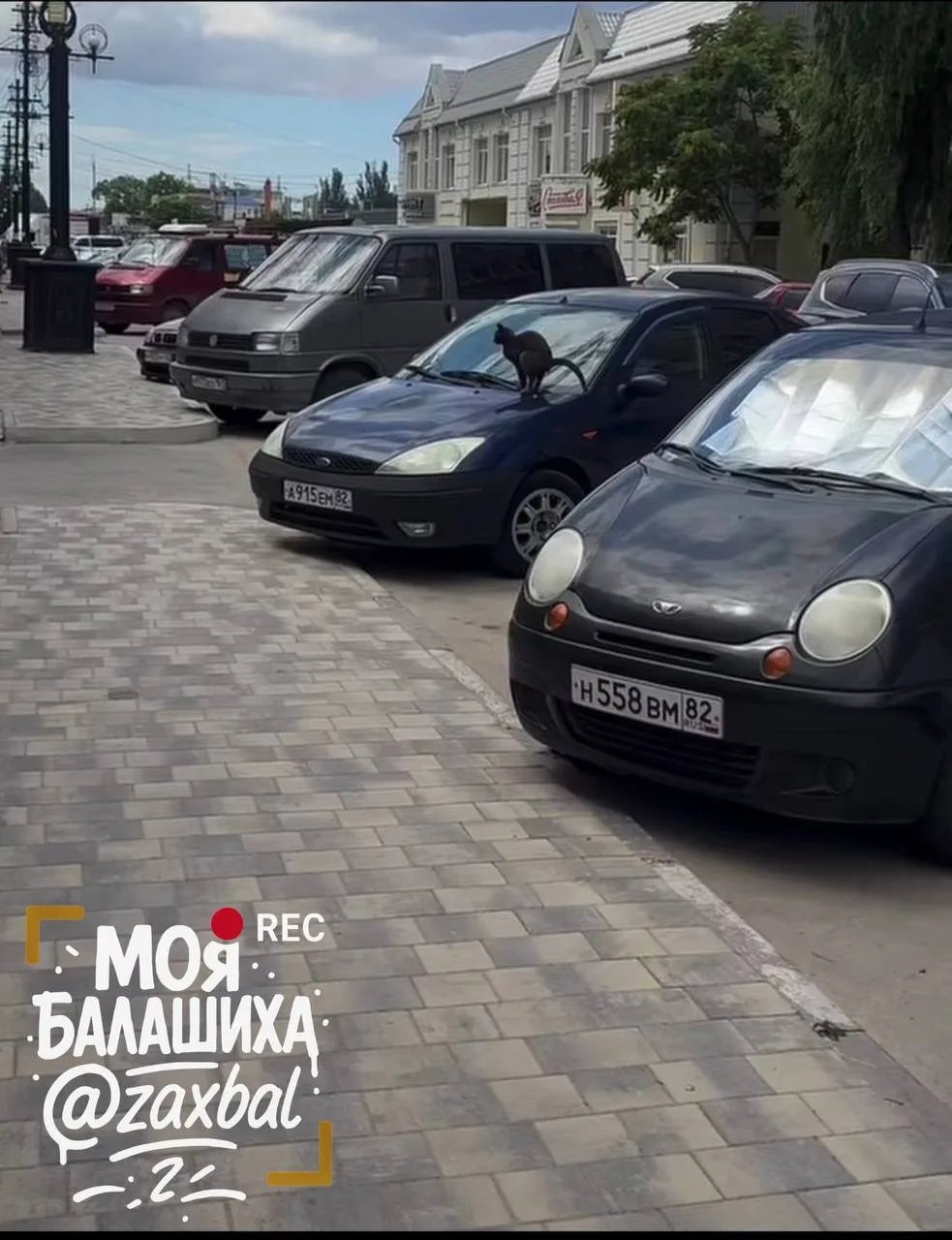 Кот в ЖК “Измайловский лес” выступил против парковки данного автомобиля 😀
