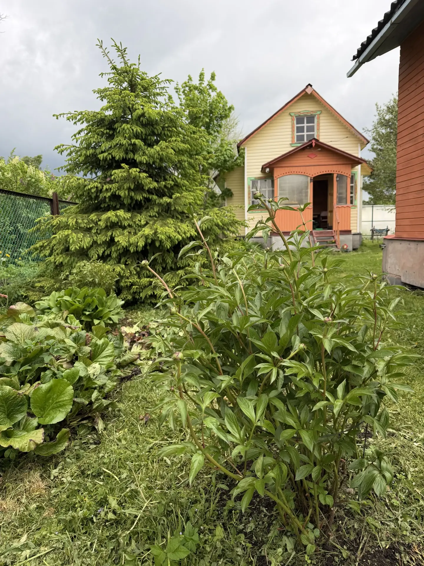 Смородину можно подкармливать очень бюджетно 🔽