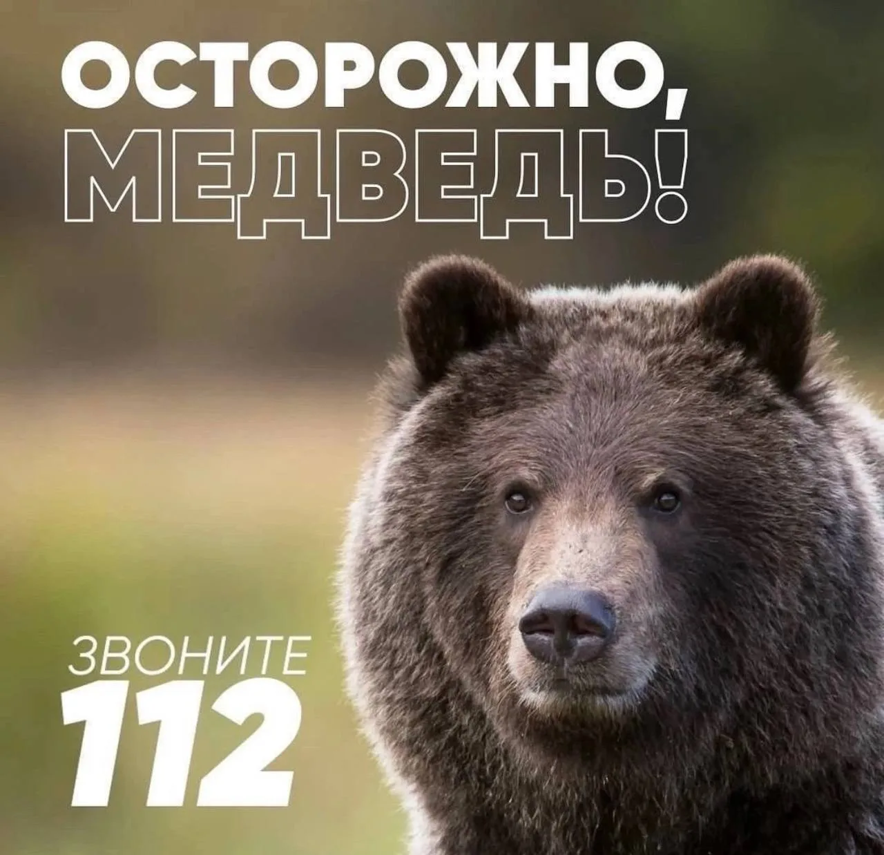 Осторожно! Медведь🐻