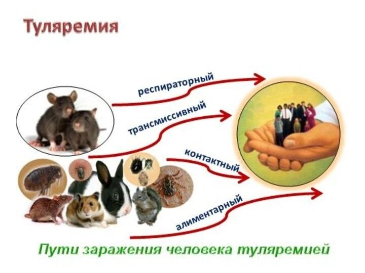 Осторожно! Туляремия!