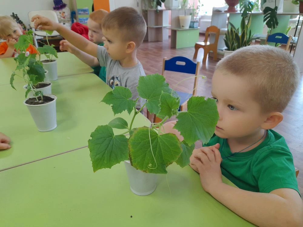"Огород на подоконнике "🌱