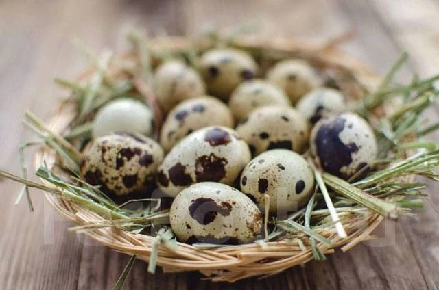 Перепелиные яйца — ценный продукт, который может быть полезнее куриных для всех групп населения, а о