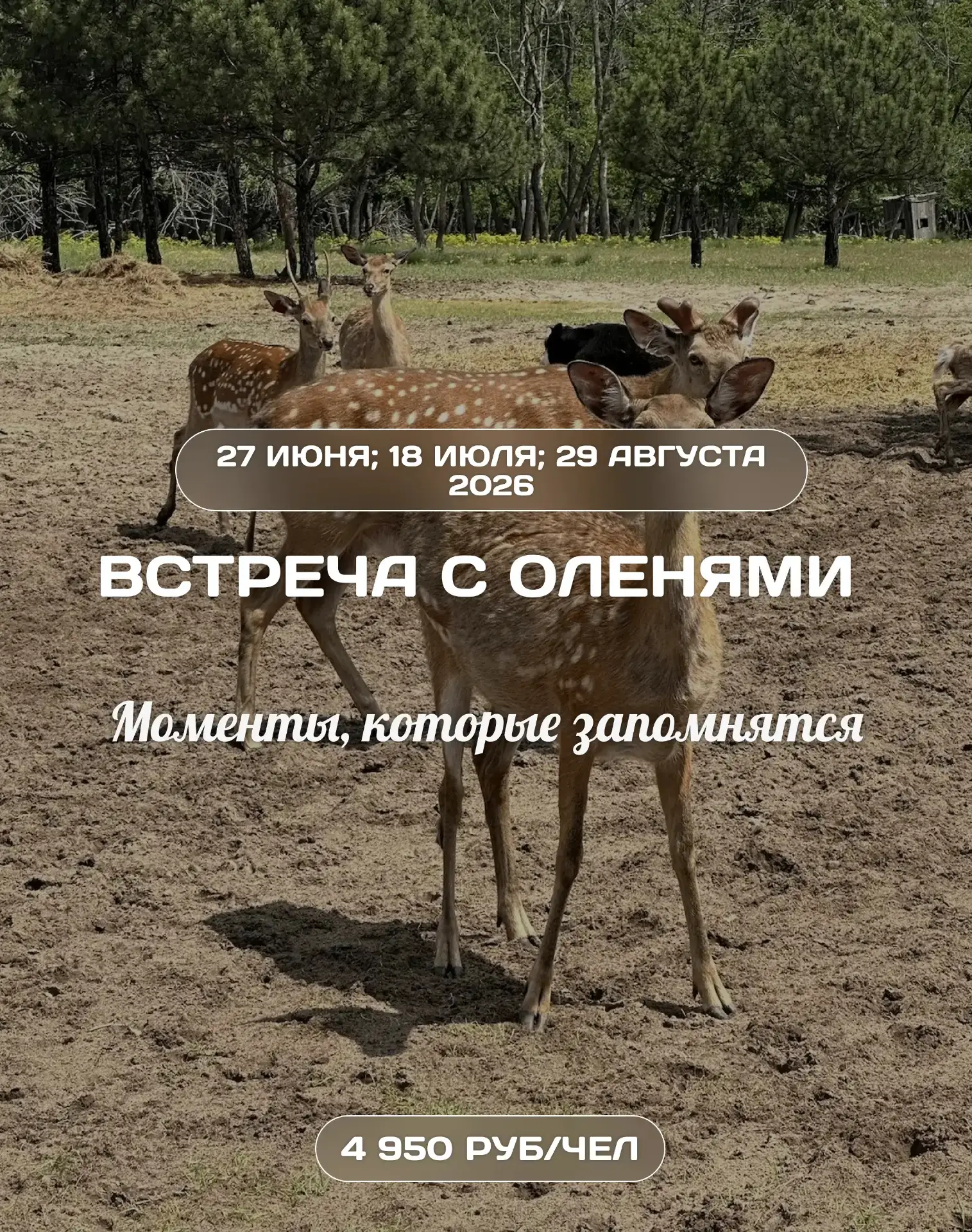 🌲 Встреча с оленями: Моменты, которые запомнятся

📅 27 июня; 18 июля; 29 августа 2026

💸 Стоимост