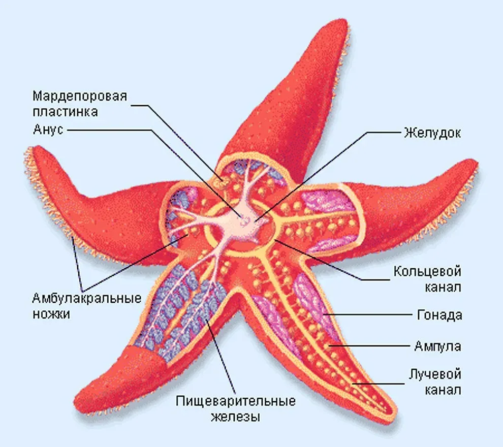 У морских звезд нет крови – их кровеносную систему заменяет морская вода