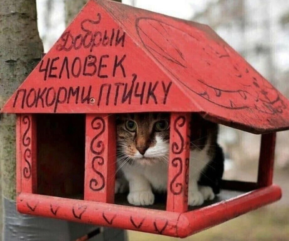 Ну допустим- чирик чирик....