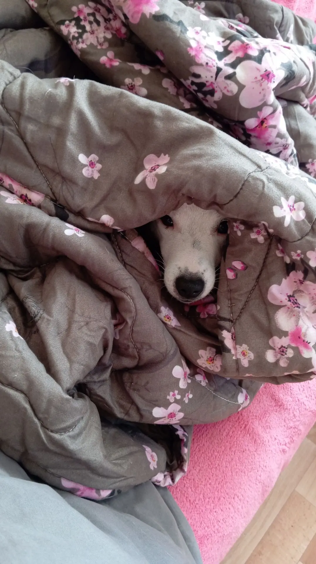 А так хотелось бы тоже лежать под одеялом😴