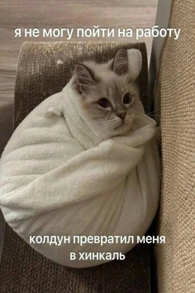 Котика жалко