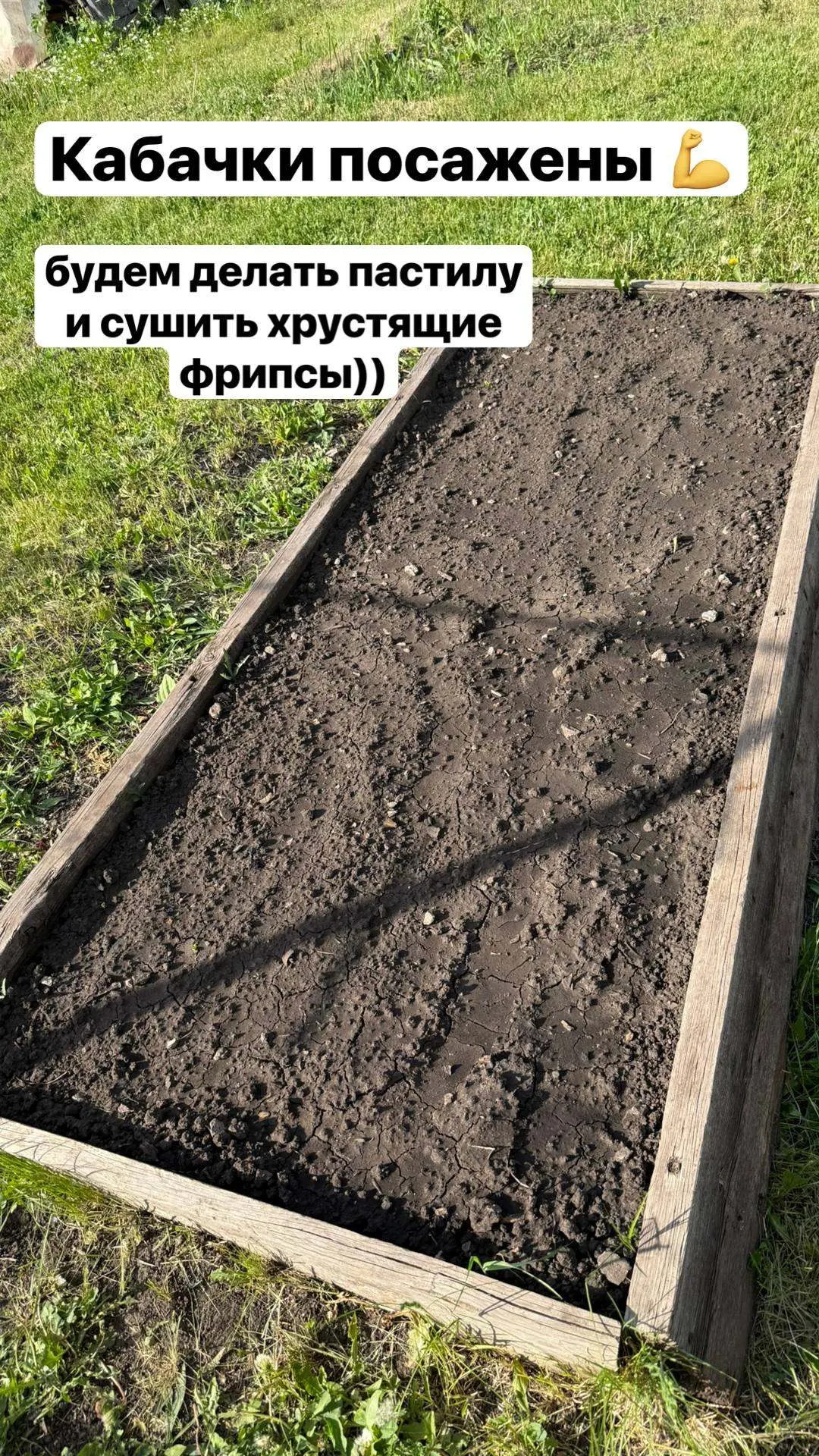 🌱 🗞 Новсти с дачи   Сегодня успела посадить зелень и кабачки.   И кстати, интересный факт 👇  Мои уче