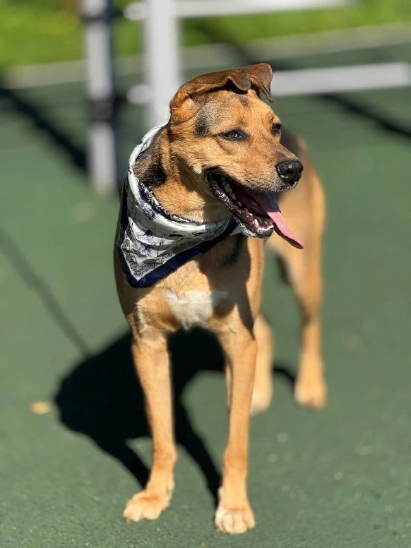 🌟 Чарлик - 3 года радости в одном пушистом комочке! 🐶❤️