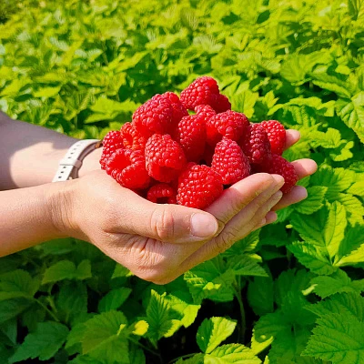 🍓 Что делать, чтобы малина была крупной и сладкой? 🌿✨
