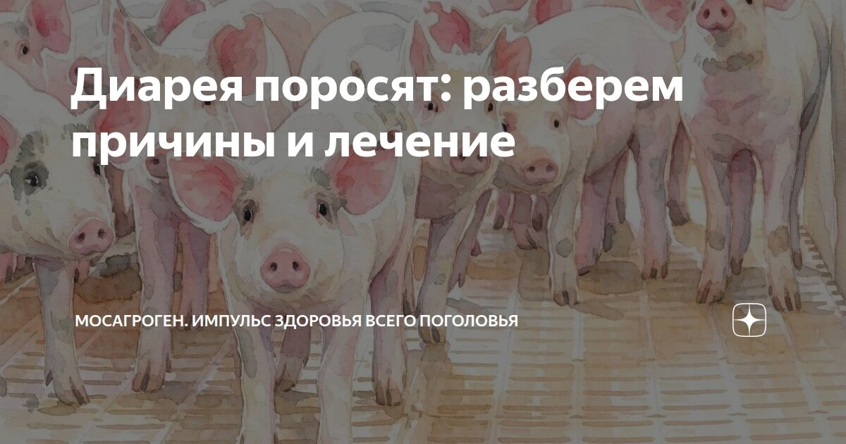 Диарея поросят: причины и лечение 🐽