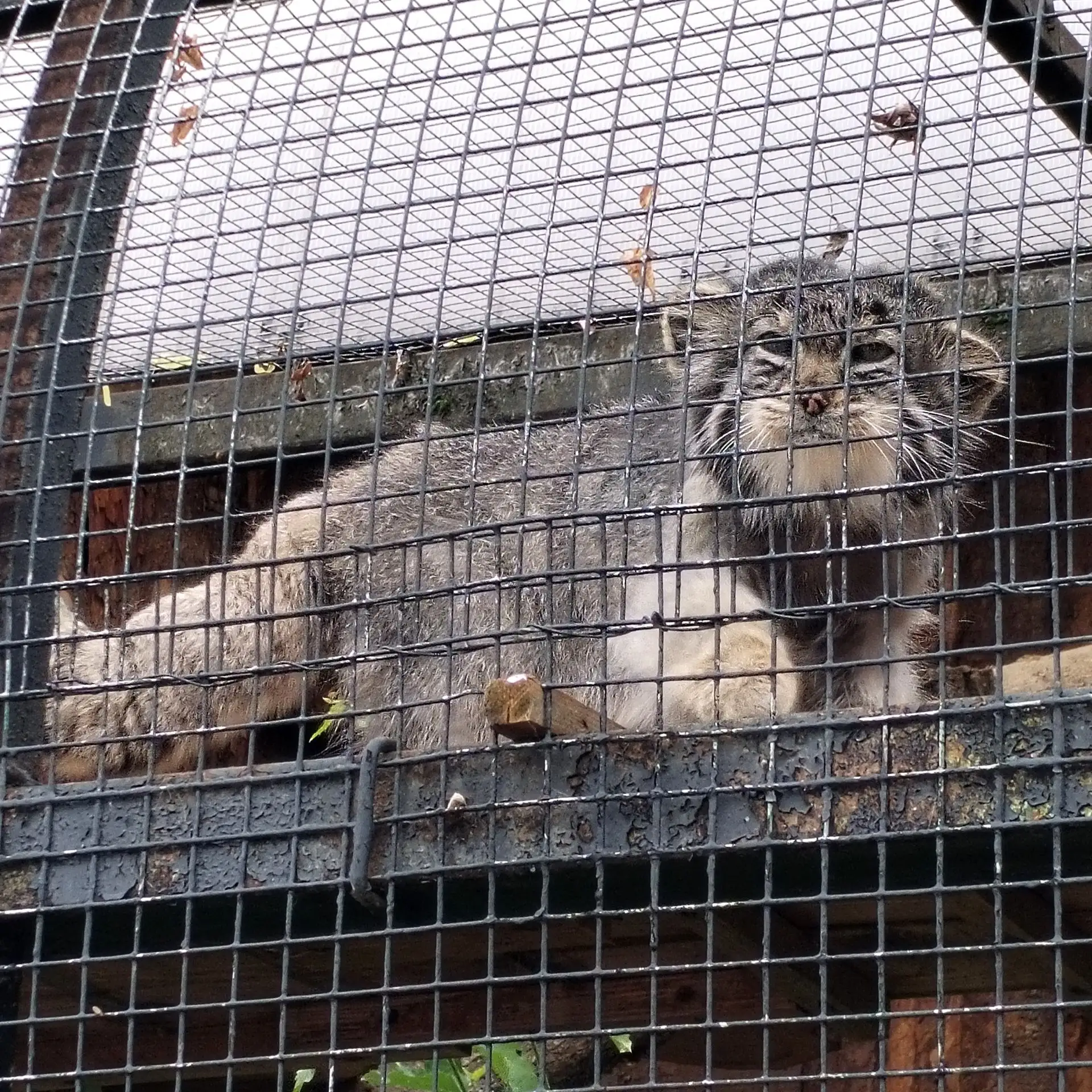 Привет от Мудрейшего манула Свэна🐾