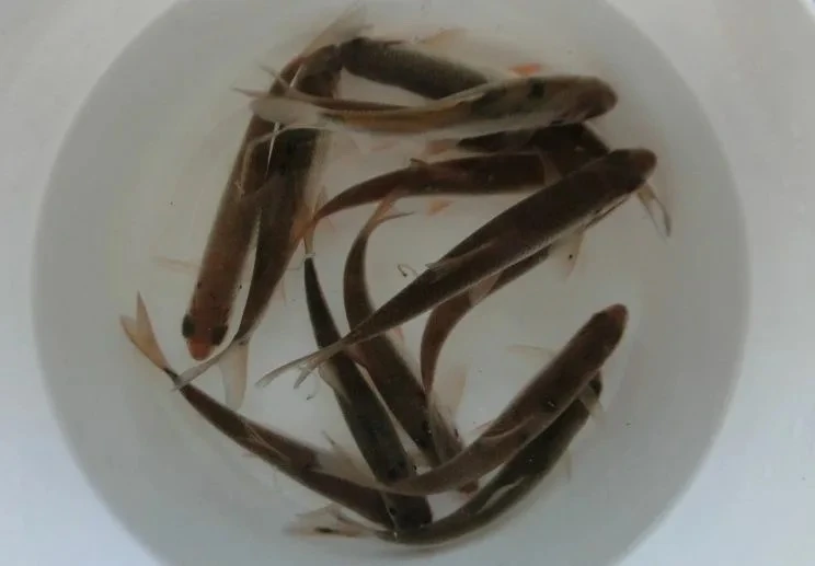 🐟 Плотва на живца — принимаем заявки!🐟
