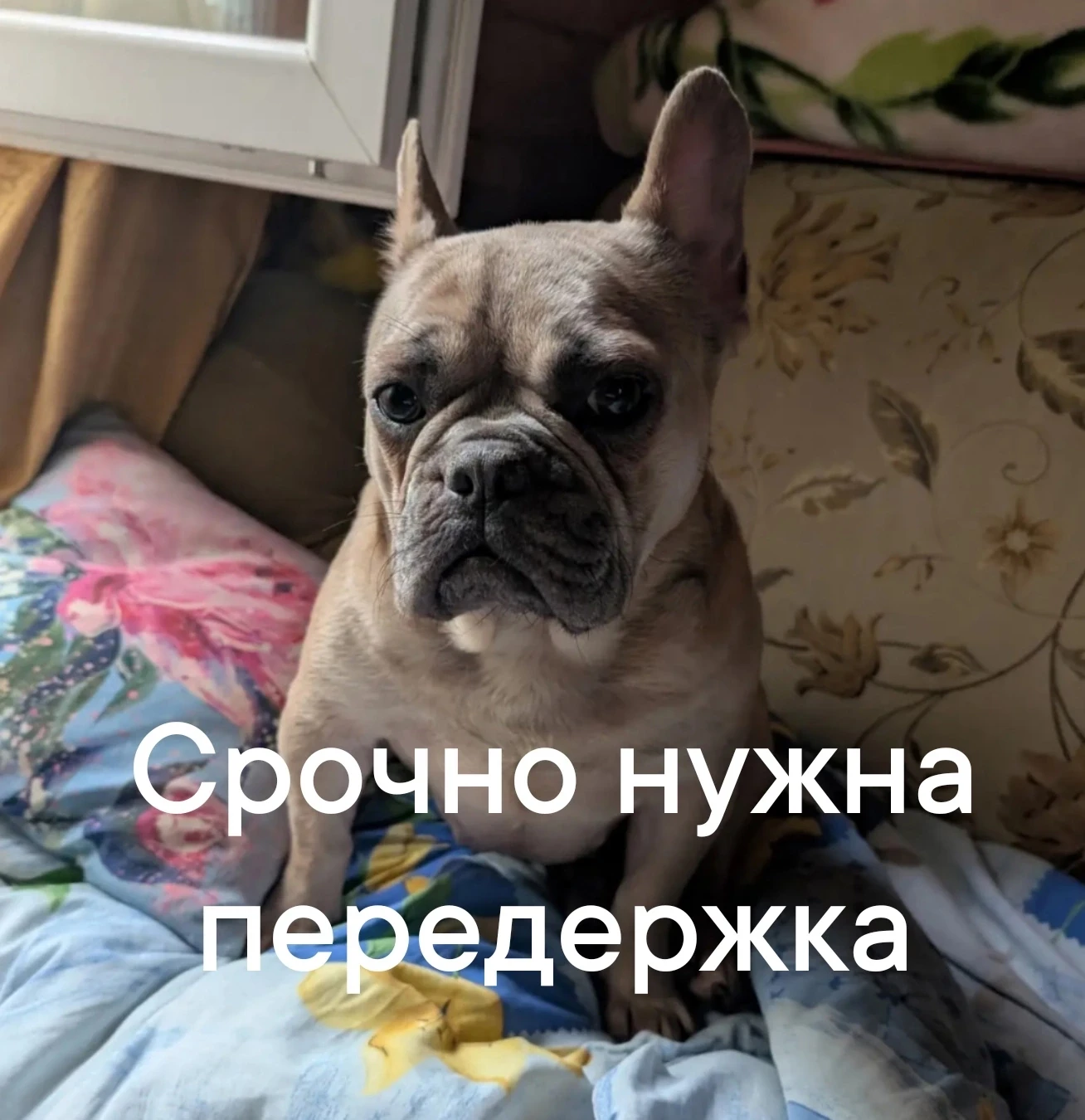 СРОЧНО 
Москва , помогите собаке , пожалуйста !
Очень жестоко ее снова в клетку закрывать 
+79778740