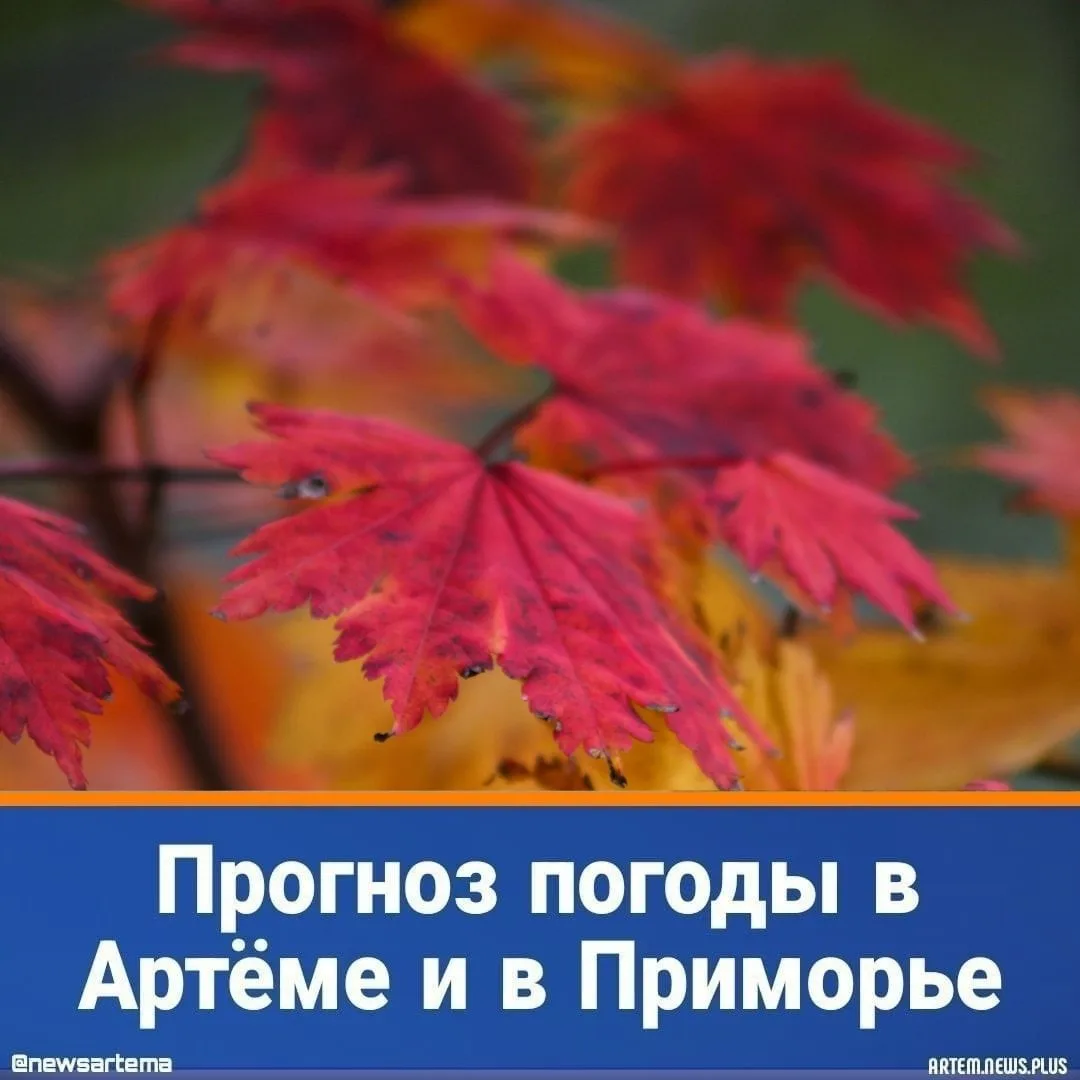 ⭐️ Сегодня, 6 октября, погоду в Приморском крае будет определять тыловая часть циклона....
