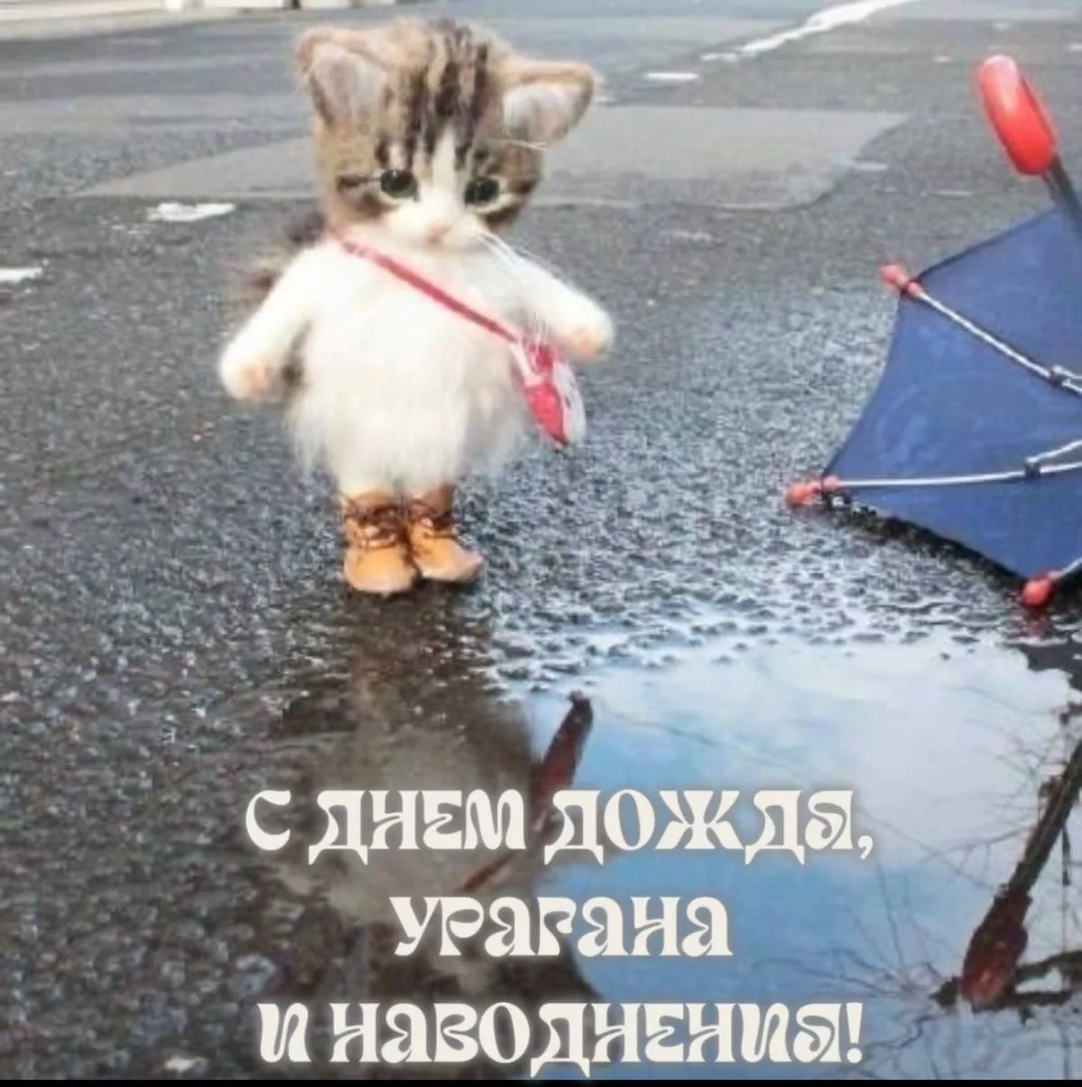 🌧 В Петербурге сегодня ожидаются сильные дожди с выпадением около 30 мм осадков