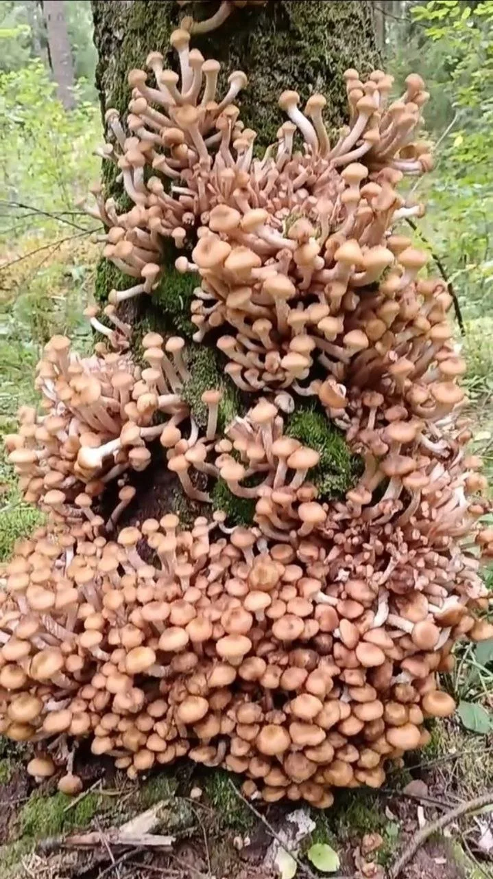 КАК ЖЕ СЕЙЧАС ХОРОШО В ЛЕСУ🌲🌲🌲ОПЯТА😍