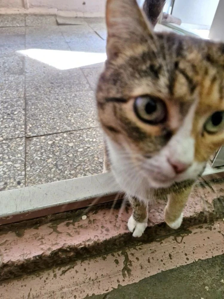 Добро пожаловать в субботу... Хорошего отдыха🐈