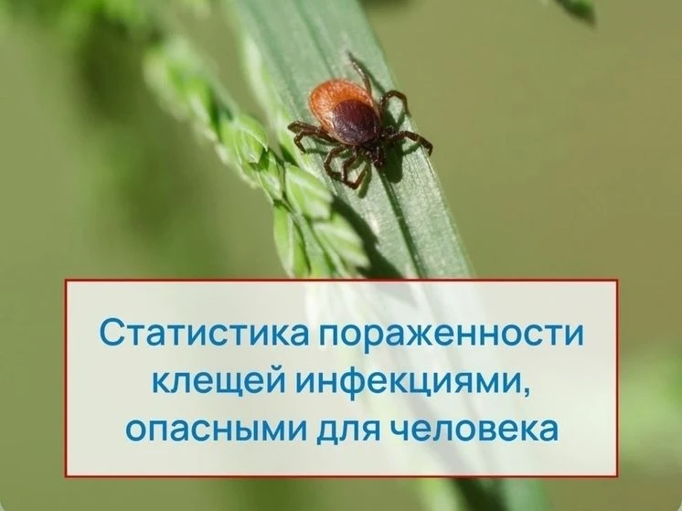 В 2026 году в лабораториях Псковской инфекционной больницы исследовали 1831 клеща.