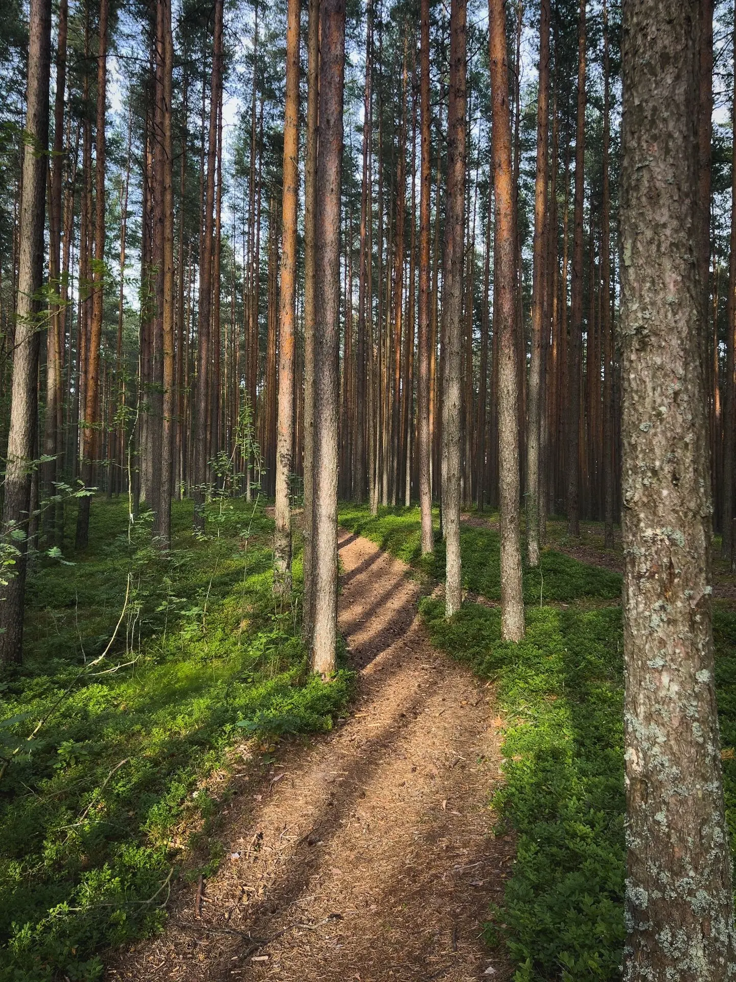 Сегодня лес позвал меня по имени.