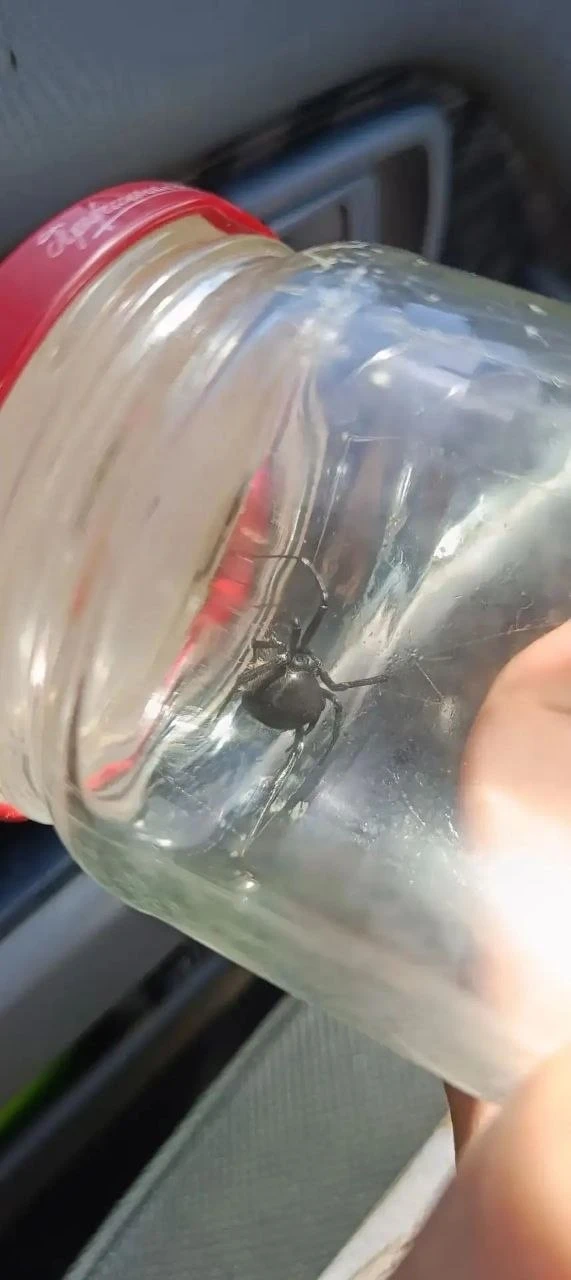 🕷 Каракурта поймали в доме на улице Бузулукской в Оренбурге