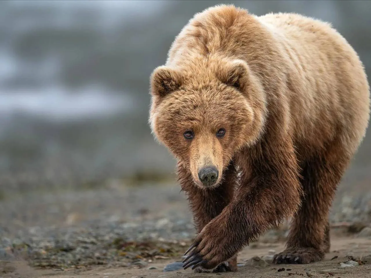 🐻 Медведи всё чаще подходят к домам в Подмосковье