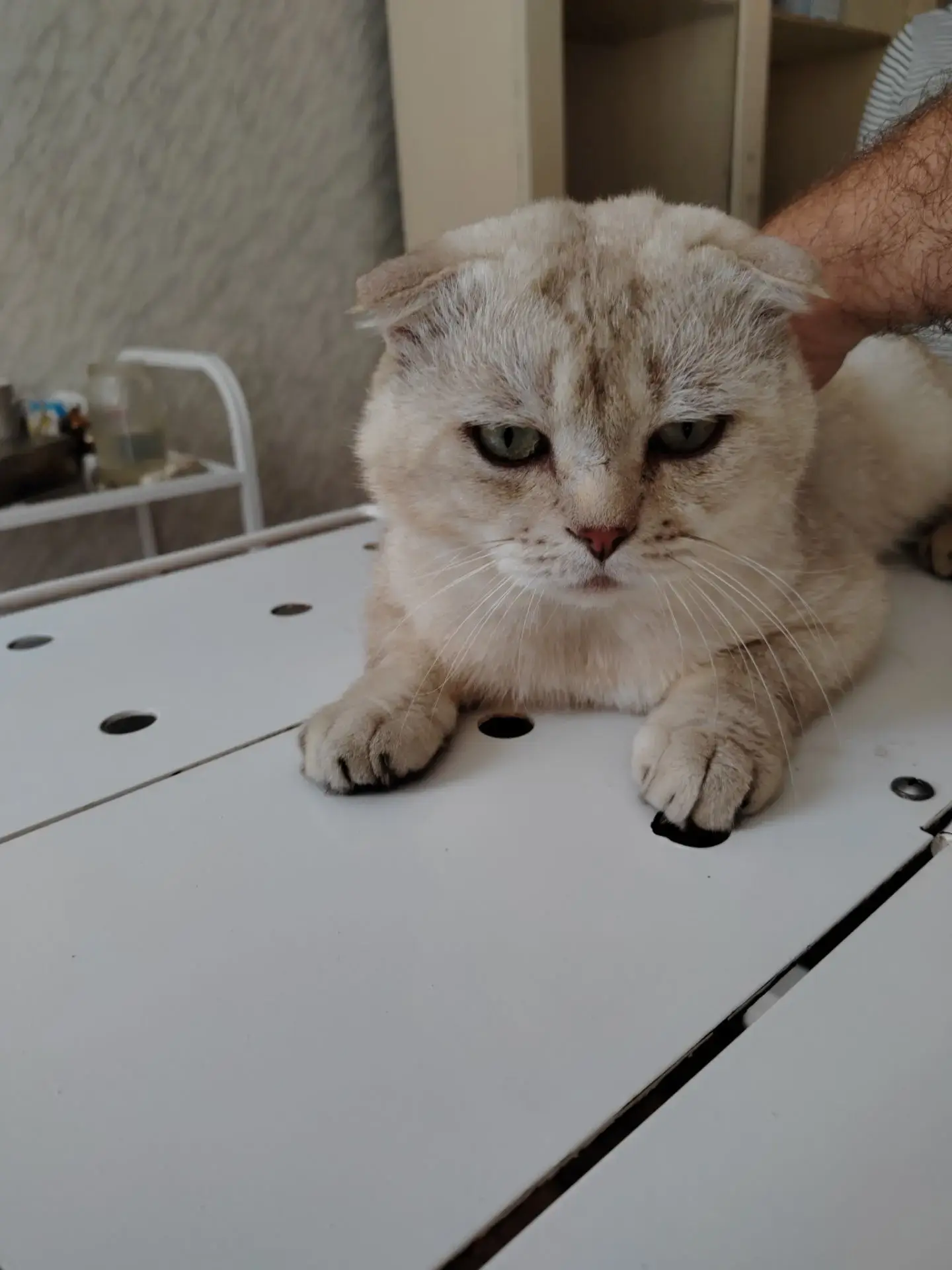 🐱 Выпадение кишки у кота — это экстренная ситуация! 💔Если видите розово‑красное выпяч...