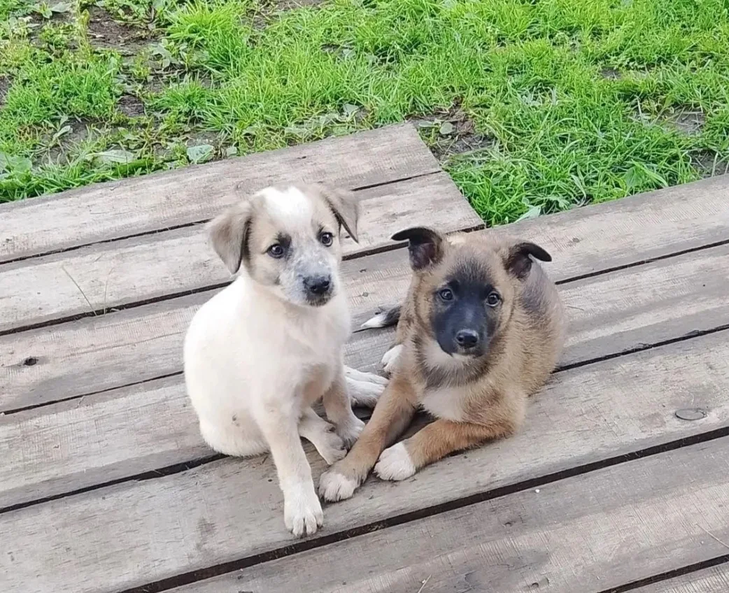 ЩЕНКИ- девочки 🐕🎀 ИЩУТ ДОМ 🏠‼️