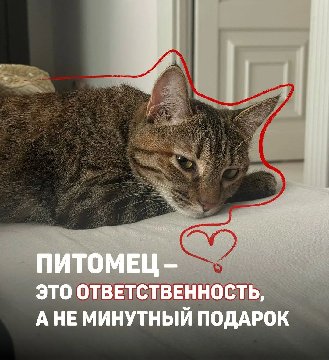 Всемирный день кошек, который традиционно приходится на 8 августа, это не только лишний...