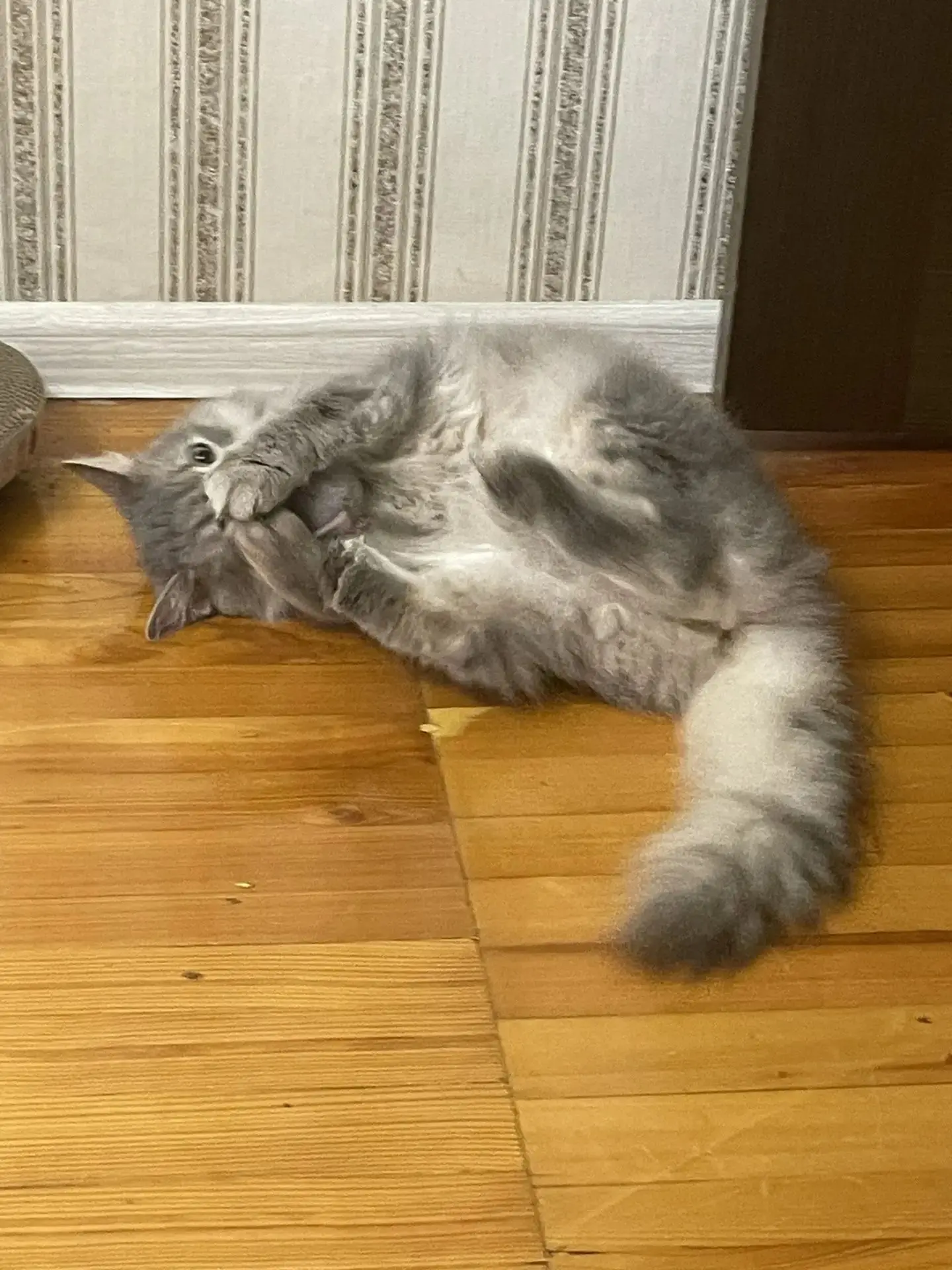 Хорошая новость 😸