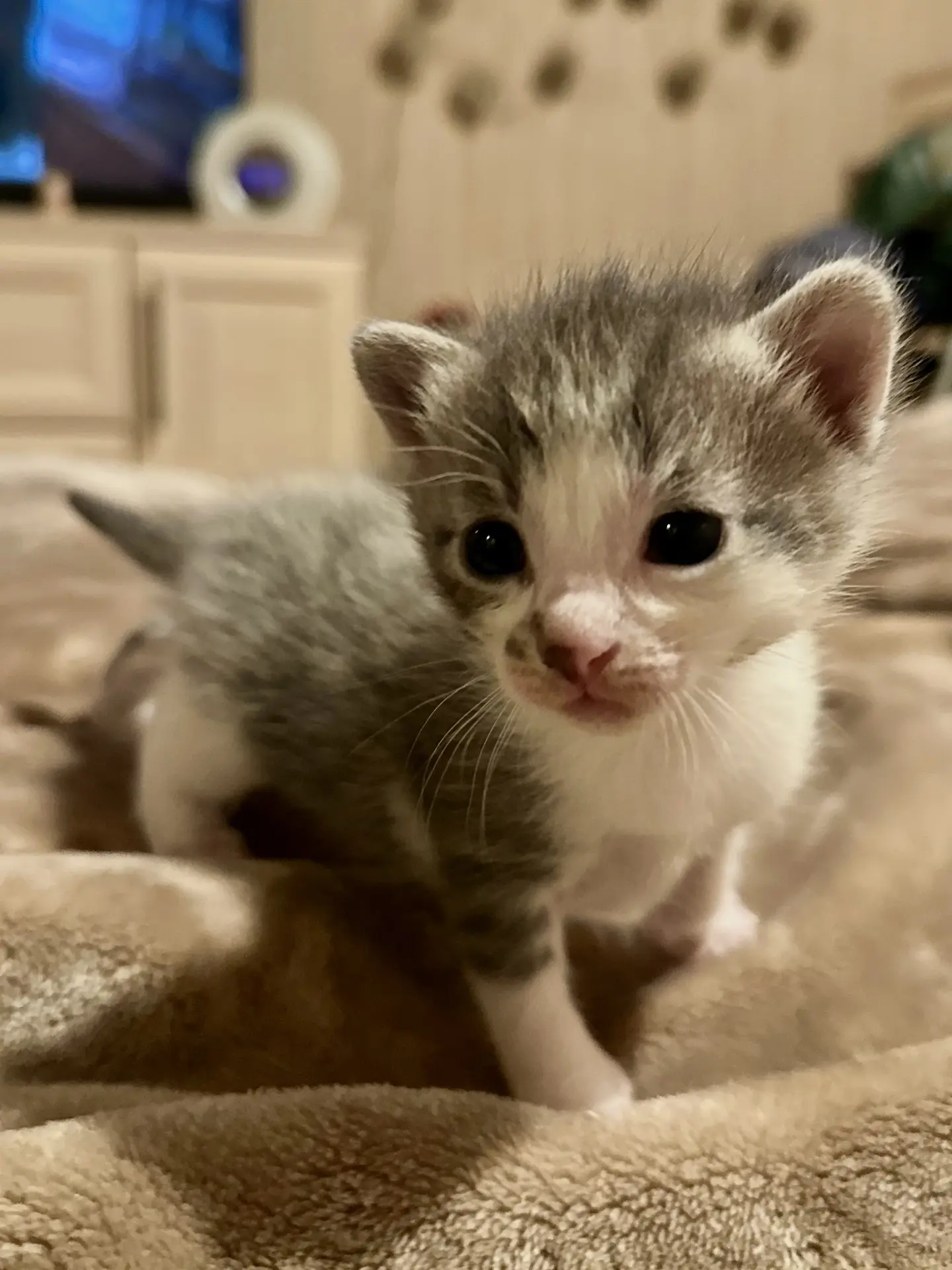 РасКОТовка - знакомимся с котятами ♥️