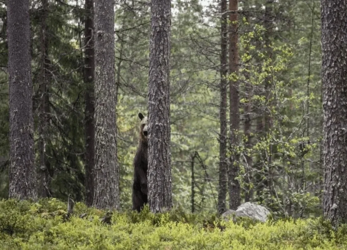 🐻 В лесу под Крестцами на мужчину напал медведь