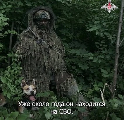 🐕 Баста — четвероногий защитник, спасающий жизни на передовой

В штурмовых подразделениях есть наст