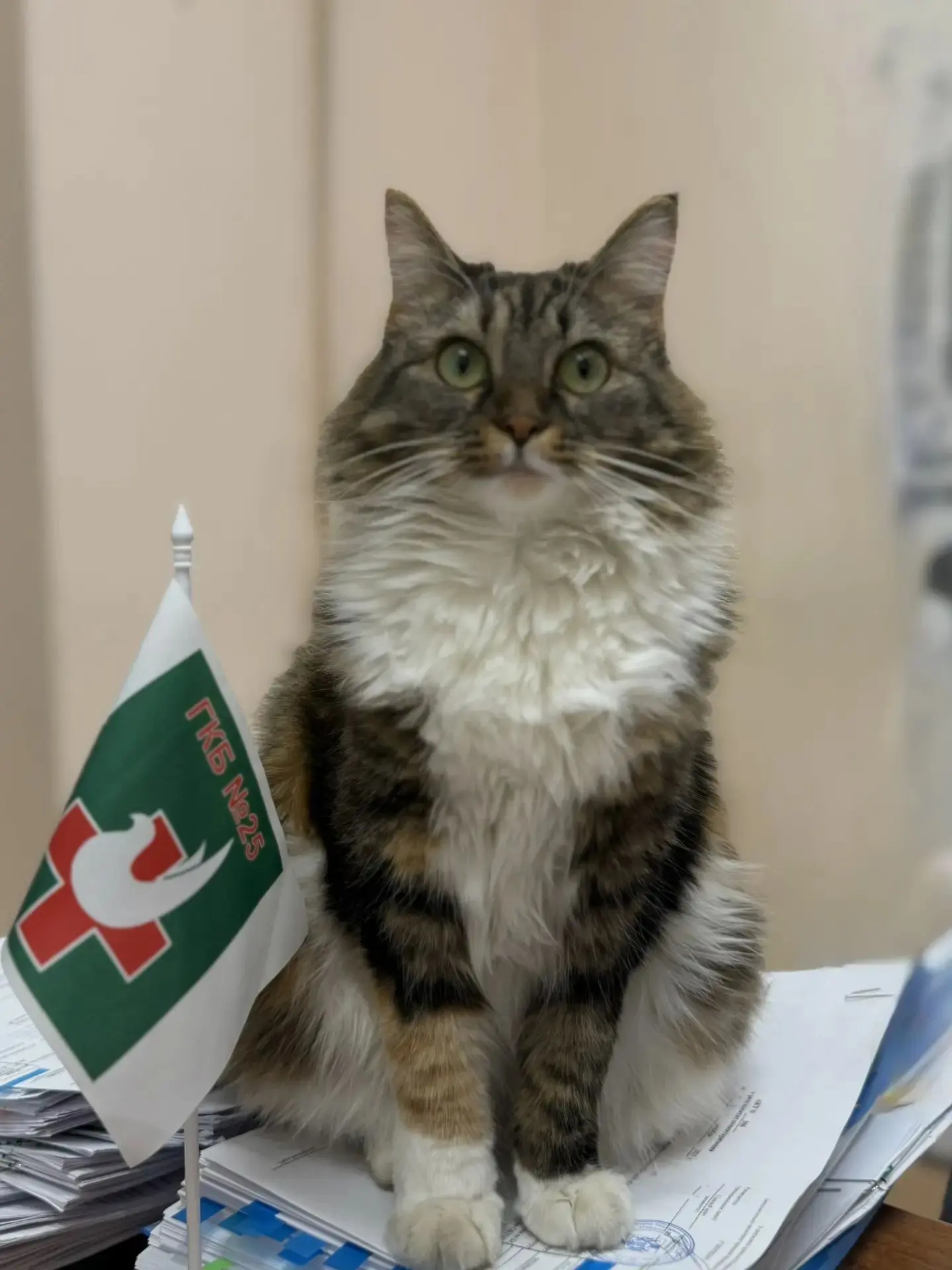 🐱8 августа — День кошек, а ещё сегодня отмечают День физкультурника. Оба праздника по‑...