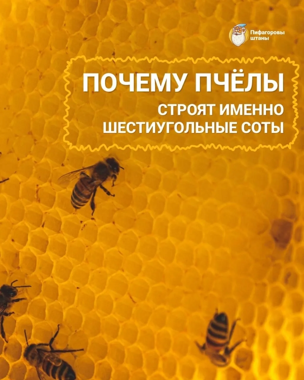 ПОЧЕМУ ПЧЁЛЫ СТРОЯТ ИМЕННО ШЕСТИУГОЛЬНЫЕ СОТЫ? 🐝

Пчелиные соты имеют форму правильного шестиугольн