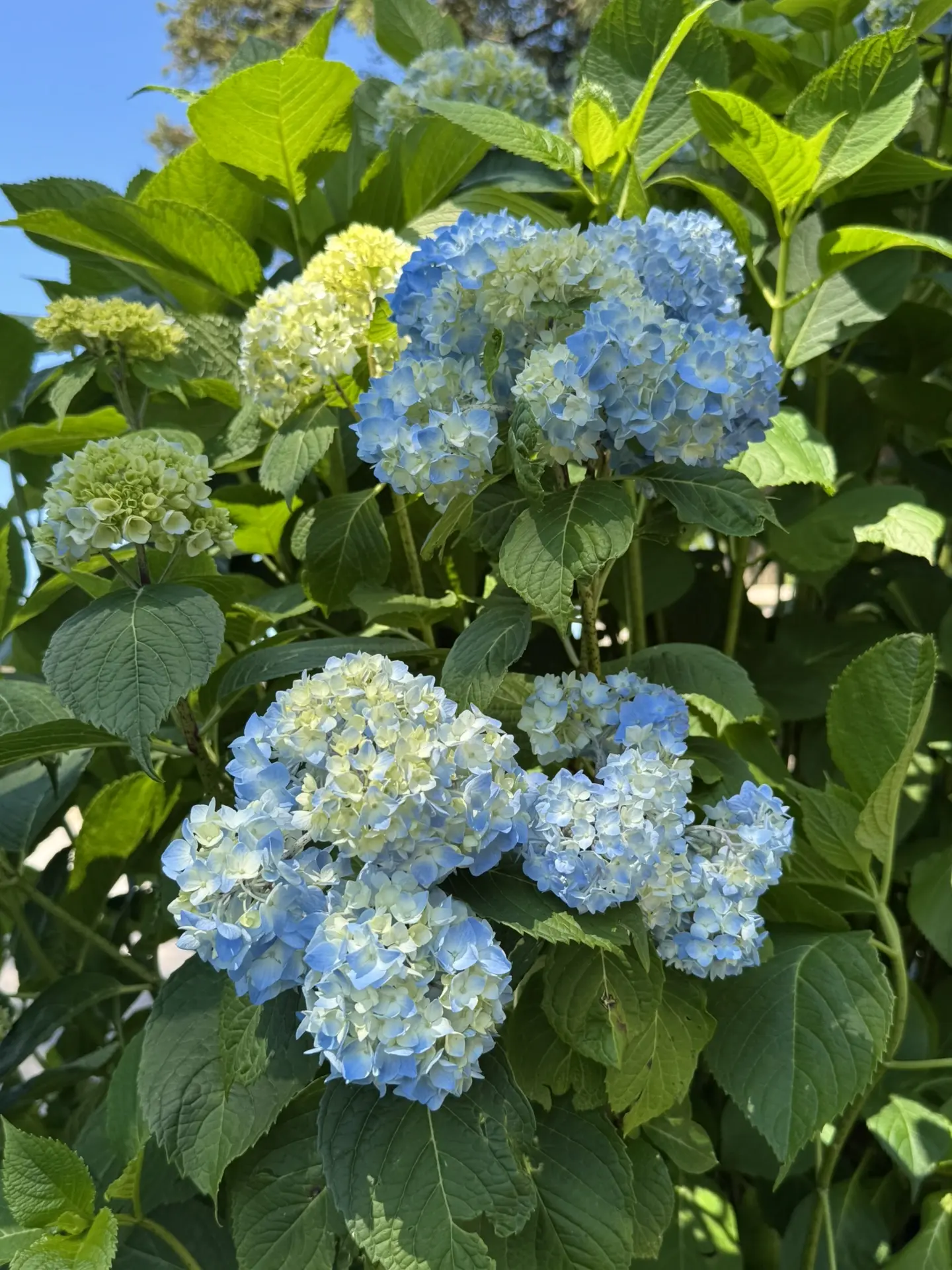 🌸Гортензия крупнолистная

Многие садоводы любят гортензии - чаще всего выращивают гортензии метельч