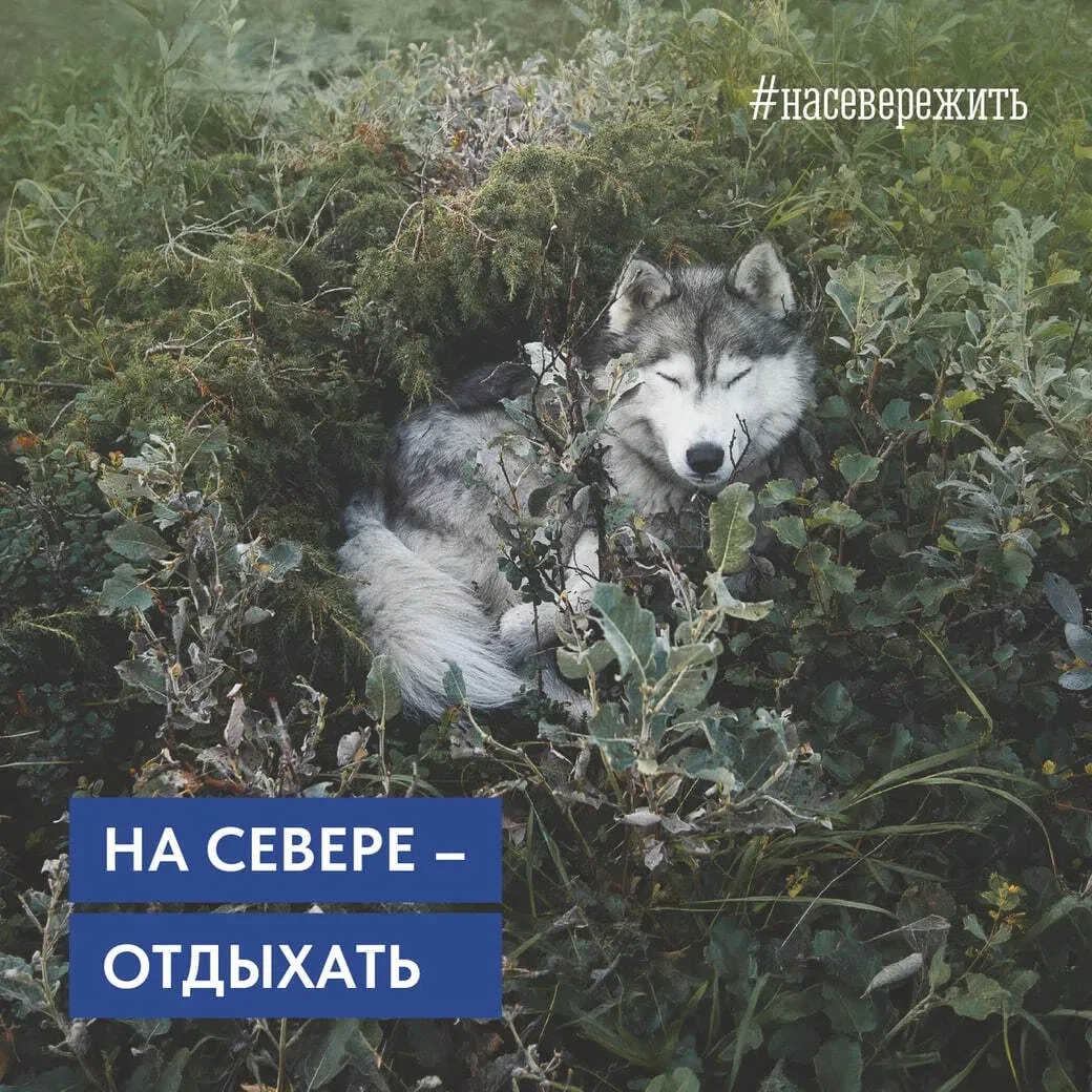 😮‍💨 Вот и подошла к концу рабочая неделя

Выходные обещают быть тёплыми! На Севере — отдыхать!
