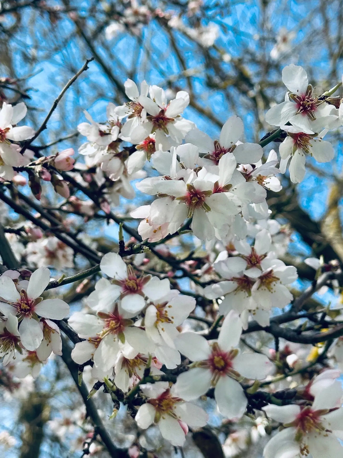 🌸 Весна в Крыму — время цветущих садов и зелёных парков  Тёплые дни, яркие цветы и ухоженные террито