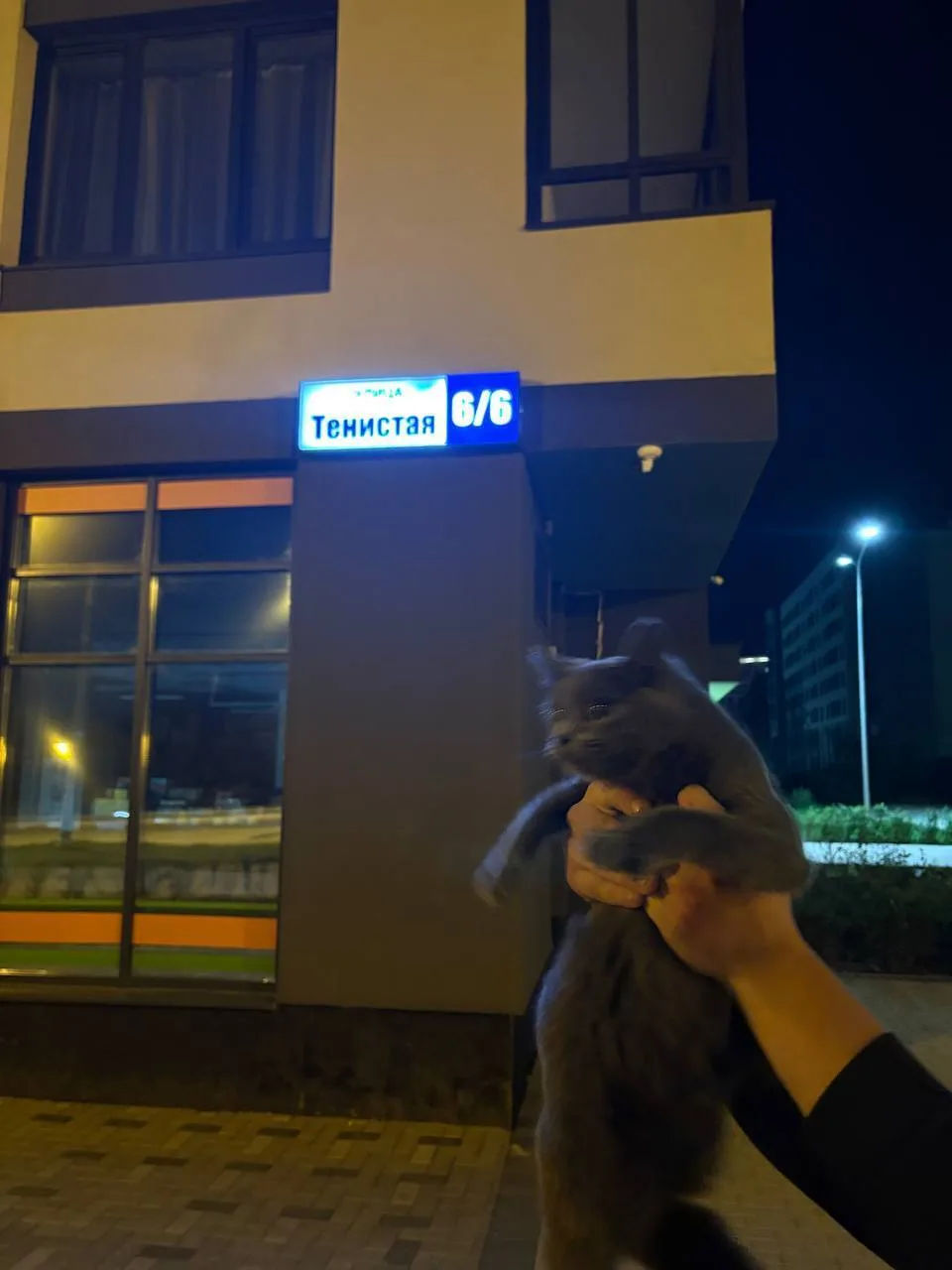 Нашел кошку.