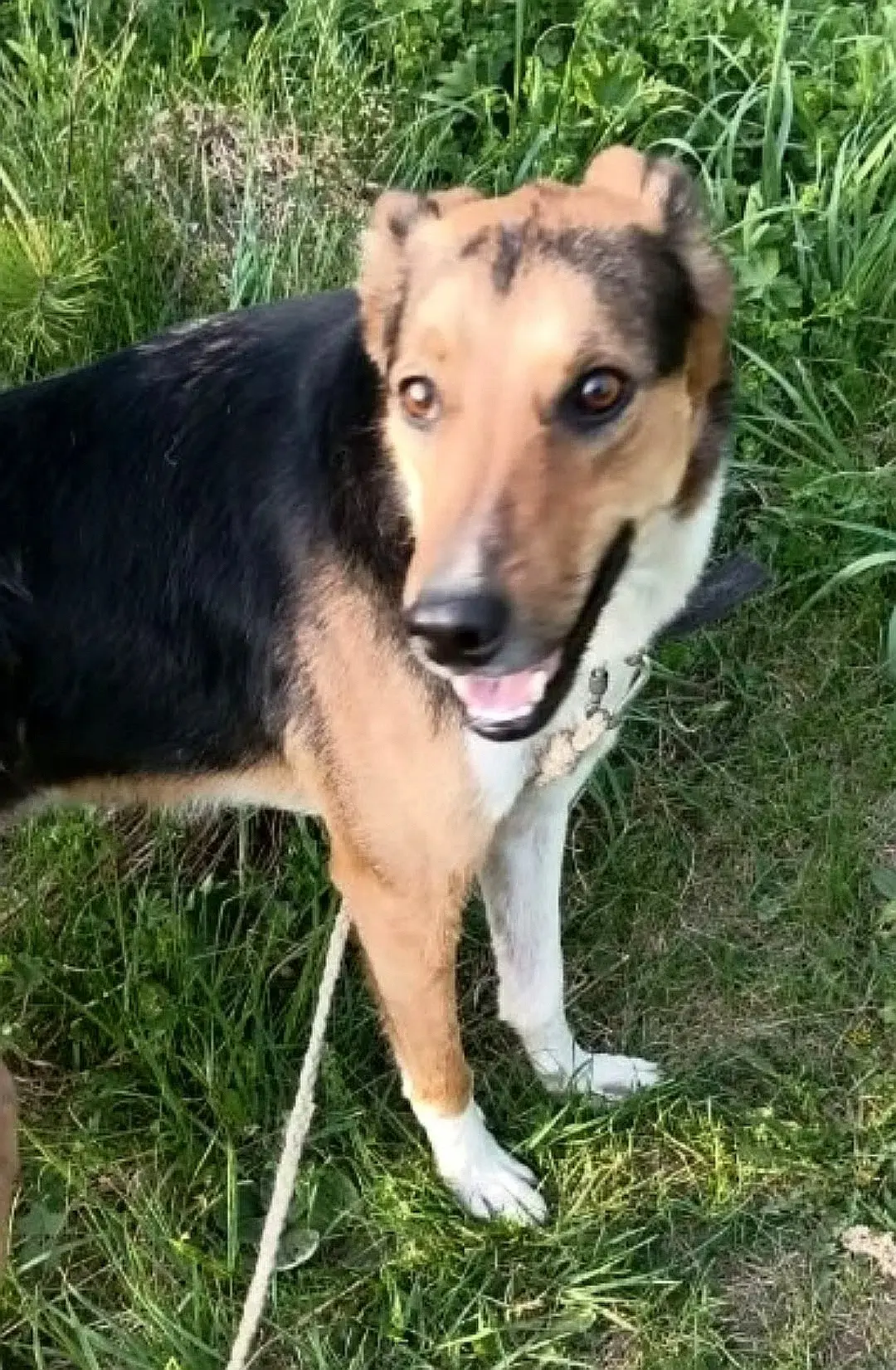 ⭐ Помогаем с пристроем 🐶