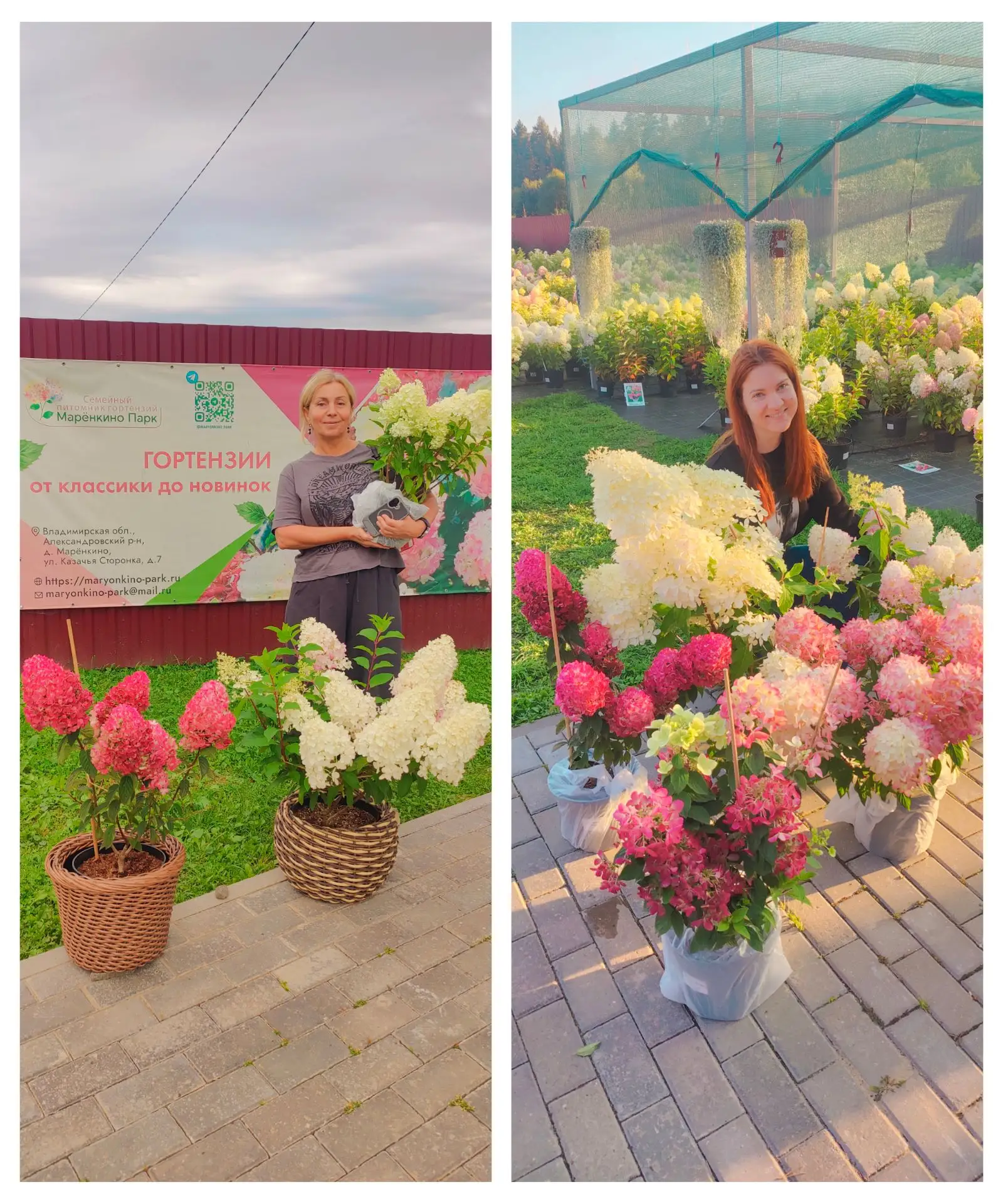 🌺Счастливые обладательницы гортензий